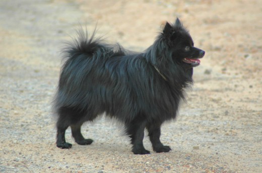 Nero es un Lulú de Pomerania que mi mujer usa como muñeco de peluche. Es muy miedoso porque un perro grande del vecindario estuvo a punto de matarlo cuando era cachorro y teme a todos los demás perros. En casa es cariñoso y le encante subirse encima de alguien mientras vemos la tele.